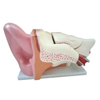 5 Kartų Žmogaus Ausis Anatomijos Modelis Priedai Mokymo priemonių Kuriame Organų Struktūrą Klasėje Mokymo Ligoninėje Lab